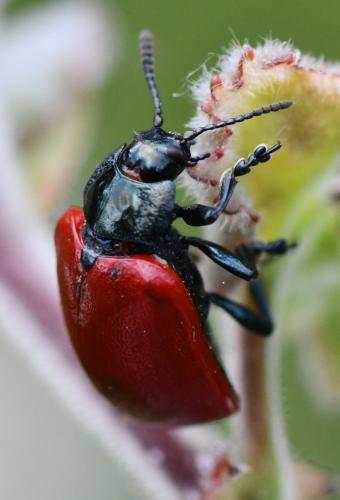 Réf. 324 209 : Chrysomela populi